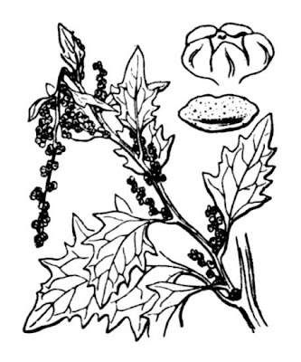 City goosefoot City goosefoot