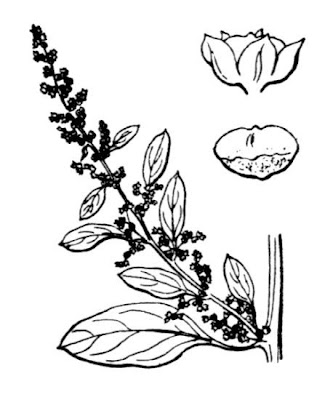Erva-das-sementes