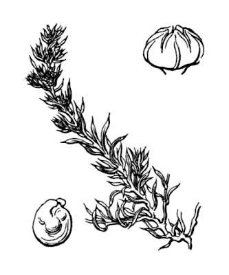 Suaeda splendens (Pourret) G. et G.