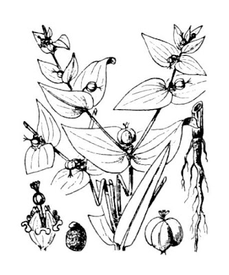 Leiteira Leiteira