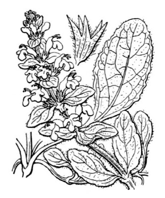 Ajuga reptans L.