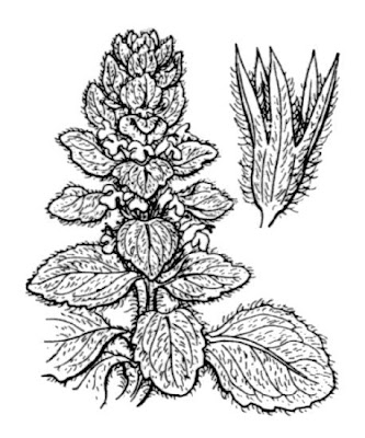 Ajuga pyramidalis L.