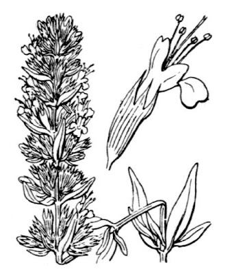 Hyssopus officinalis L.