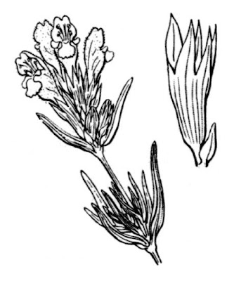 Dracocephalum ruyschiana L.