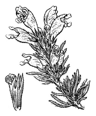 Dracocephalum austriacum L.