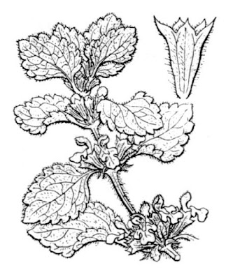 Black horehound Black horehound