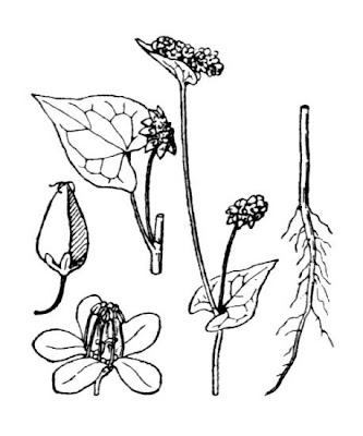 Grano turco