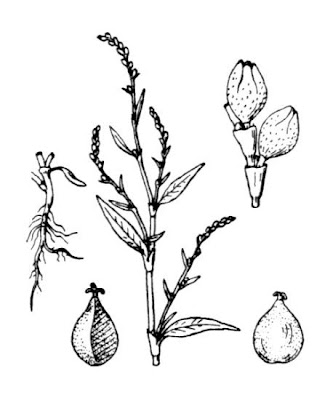 Erva-de-bicho