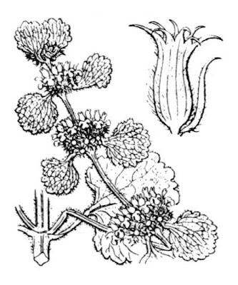 Marrubium vulgare L.