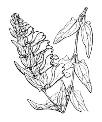 Scutellaria hastifolia L.