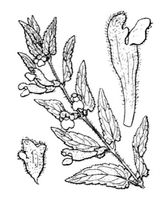 Scutellaria minor Hudson