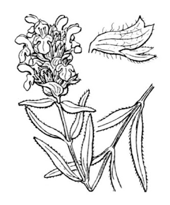 Prunella hyssopifolia L.