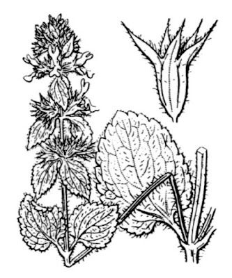 Stachys ocymastrum (L.) Briq.
