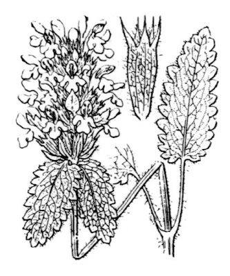 Betonica densiflora Betonica densiflora