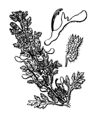 Cutleaf germander Cutleaf germander