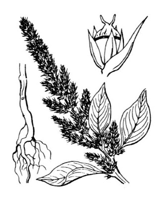 Amaranthus cruentus L.