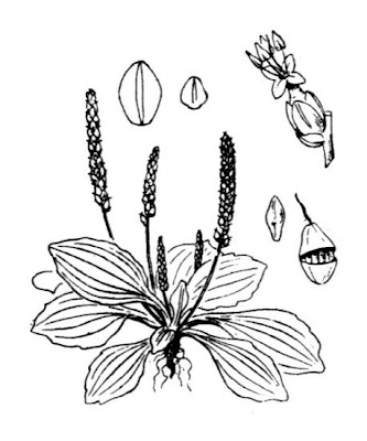 Grand plantain