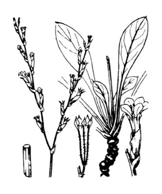Lax Flowered Sea Lavender Lax Flowered Sea Lavender