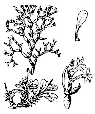 Limonio delle Bocche di Bonifacio