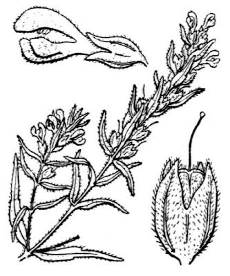 Odontites jaubertianus subsp. chrysanthus