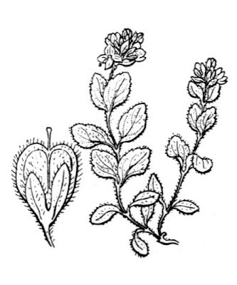 Alpine speedwell Alpine speedwell