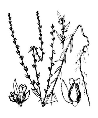 Annual Thymelaea Annual Thymelaea
