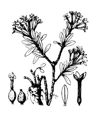 Garland-flower