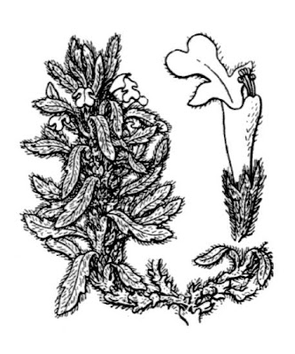 Ajuga iva (L.) Schreber