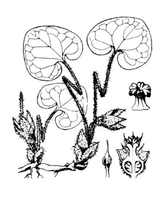 Asarum europaeum L.