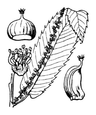 Châtaignier commun Châtaignier commun