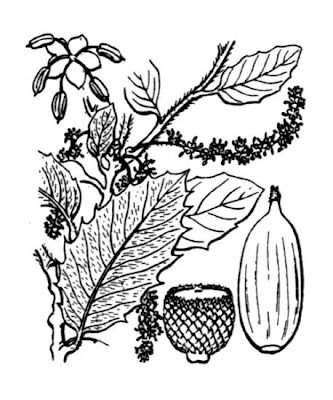 Quercus ilex,
ch&ecirc;ne vert,
Elce,
encina,
evergreen oak,
holly oak,
holm oak,
Ilici,
Leccio