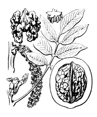 Juglans regia,
Carpathian walnut,
echte Walnu&szlig;,
English walnut,
hu tao,
Madeira walnut,
Noce comune,
nogal com&uacute;n,
nogal europeo,
nogal ingl&eacute;s,
nogueira-comum,
nogueira-europ&eacute;ia,
noyer commun,
Persian walnut,
Walnut