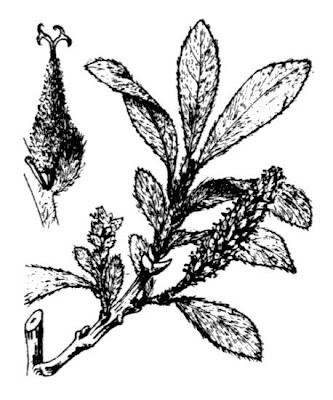 Alpine gray willow Alpine gray willow