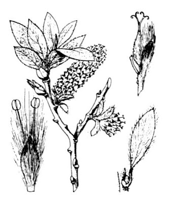Salice elvetico