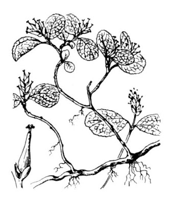 Dwarf willow