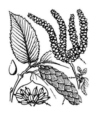 Carpino nero