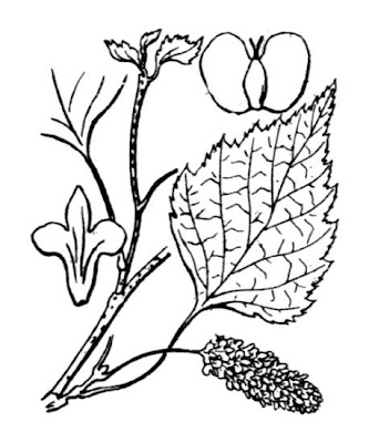 European white birch
