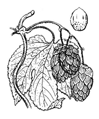 L�pulo