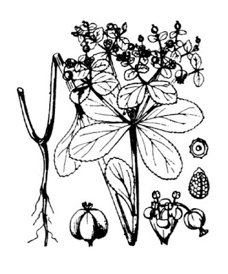 Euforbia calenzuola Euforbia calenzuola