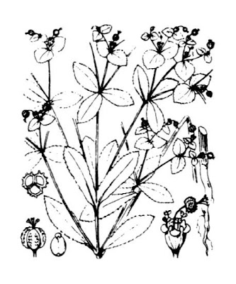 Euforbia stretta