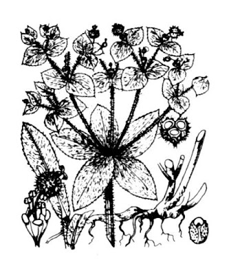 Euforbia pubescente Euforbia pubescente