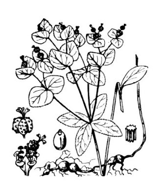 Euphorbia angulata Jacq.