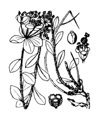 Euphorbia flavicoma DC.