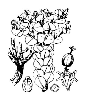 Euforbia di Corsica
