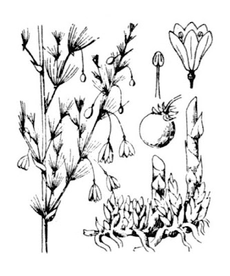 Asparago selvatico Asparago selvatico