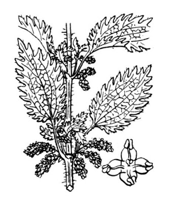 Burning nettle