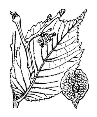 Ulmus glabra subsp. glabra