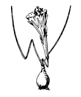 Narcissus bulbocodium,
hoop petticoat daffodil,
petticoat daffodil