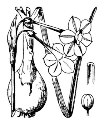 Narcissus jonquilla,
Giunchiglia di Spagna,
jonquil,
jonquilho,
Jonquille,
junquillo amarillo,
narciso,
Narciso giunchiglia,
Wild Jonquil