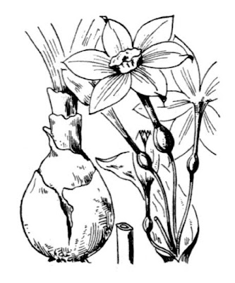 Narcissus papyraceus